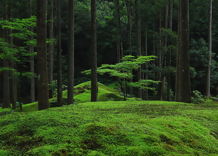 「おすすめの加賀の國」部門 入賞　斎藤俊治さんの作品「癒しの苔庭」
